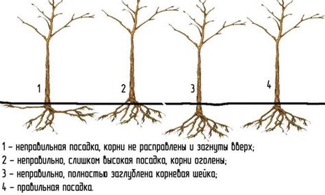 Правильное расположение корней