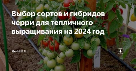 Правильный выбор сорта для тепличного выращивания