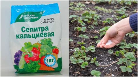 Превосходства осеннего внесения кальциевой селитры в почву для клубники