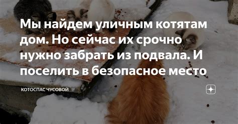 Предоставьте котятам безопасное место проживания