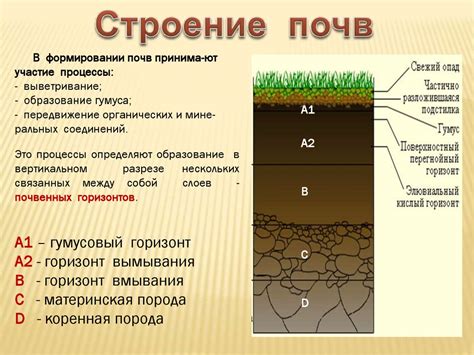 Предпочтительные типы почв и климатические условия