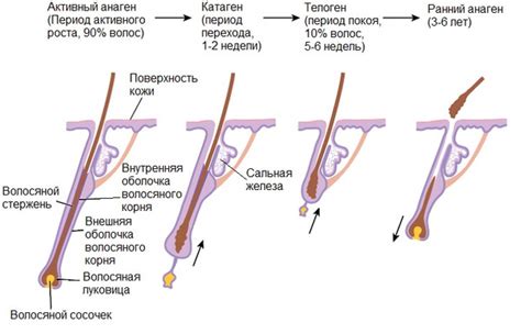 Предупреждает появление вросших волосков