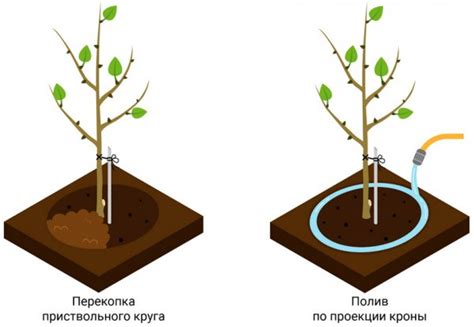 Предупреждение поражения: правила посадки и ухода за посадками