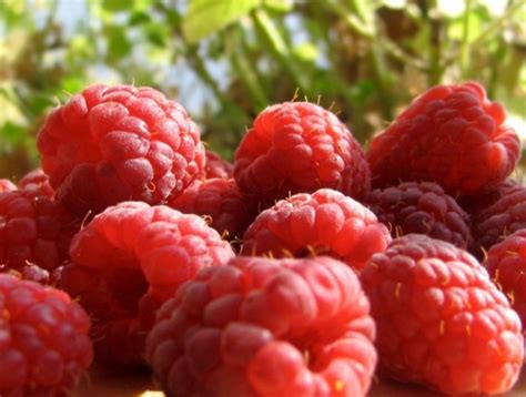 Преимущества для малины