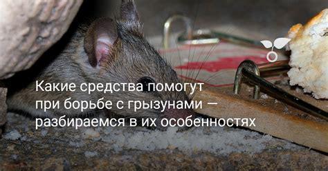 Преимущества использования борной кислоты в борьбе с грызунами