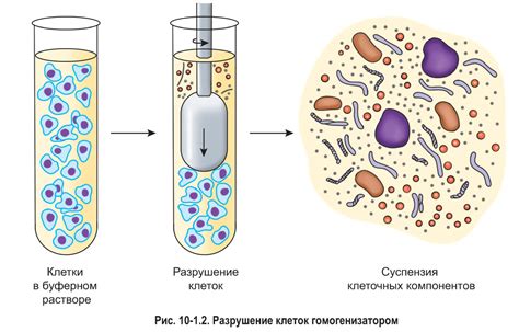 Преимущества маятника перед другими качелями