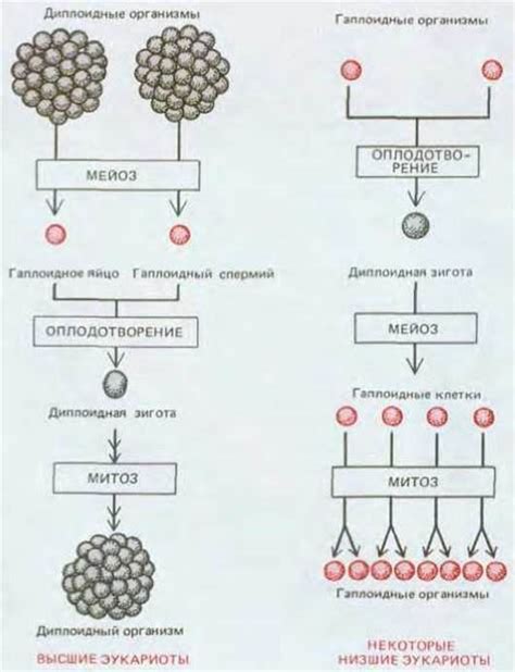Преимущества полового способа наследования