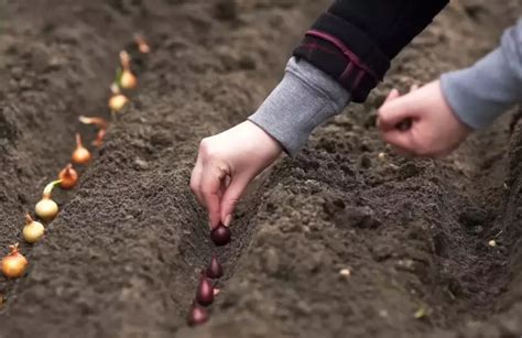 Преимущества посадки лука зимой: