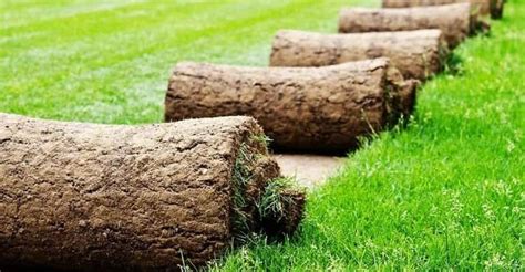 Преимущества рулонного газона на глине