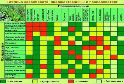 Преимущества соседства укропа и капусты