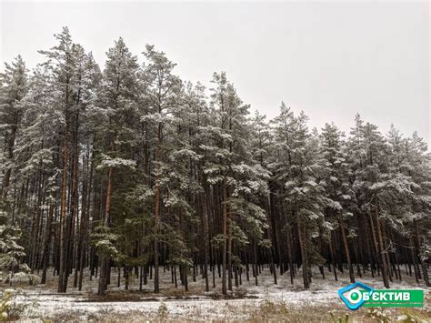 Преимущества сосны перед лиственницей