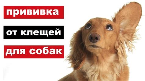 Прививка от клещей: эффективность и рекомендации