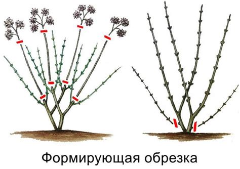Приемы обрезки гортензий для сохранения здоровья растения