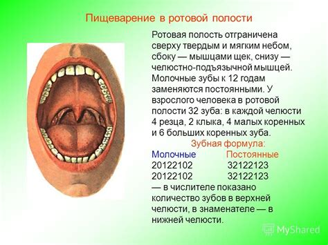 Признаки стафилококка в ротовой полости