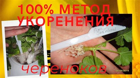 Признаки успешного укоренения черенков