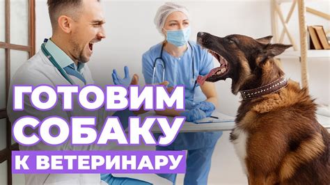 Призыв к ветеринару