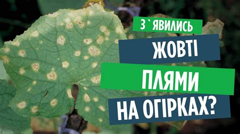 Применение натуральных добрив для боротьби з хворобою "жовтяниця" в огірків