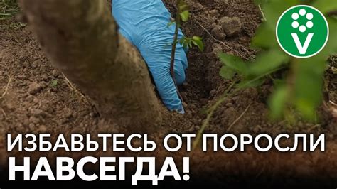 Применение химических средств от поросли