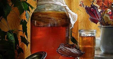 Применение чайного гриба