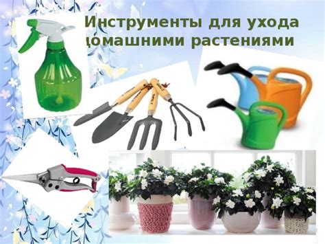 Примеры инструментов и материалов для успешного ухода за растениями
