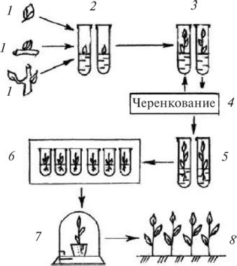 Принципы микроклонального размножения