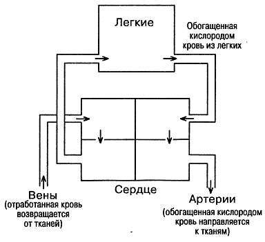Принцип действия перекиси водорода на плесень