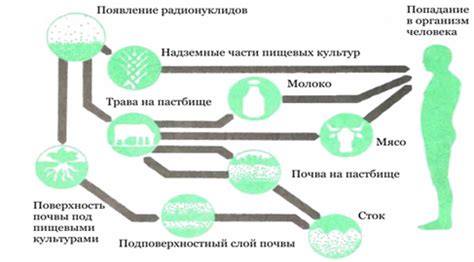 Принцип действия фолей на организм