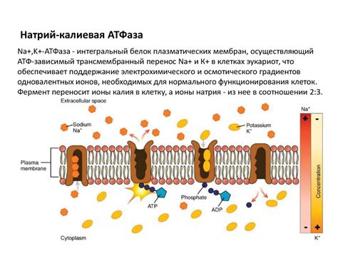 Принцип работы атфазы