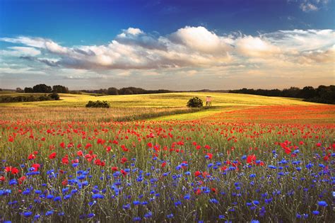 Природа и культурные особенности как источники вдохновения для подбора цветов на флаге