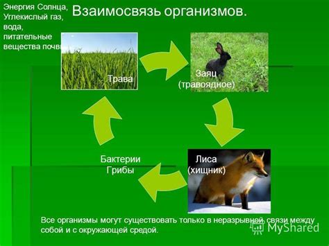 Природные знаки связи с окружающей средой