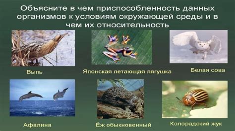 Приспособление к уличной жизни
