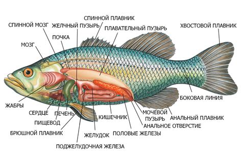 Причины возникновения аромата торфа у рыбы