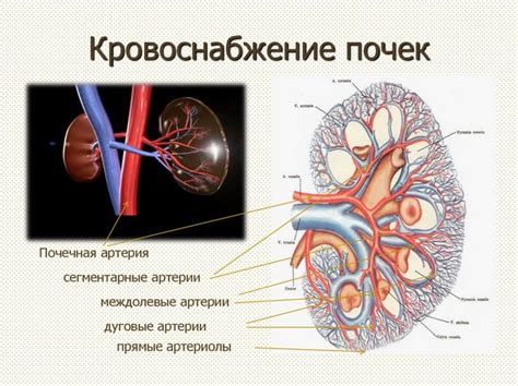 Причины нарушений функций кроветворения