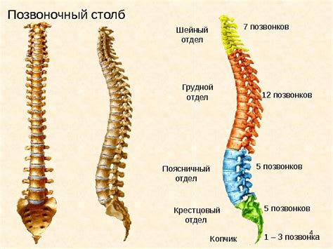 Причины нарушения статики позвоночника