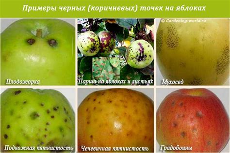 Причины образования темных пятен на яблоках