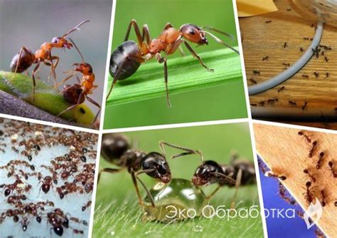 Причины появления муравьев в доме