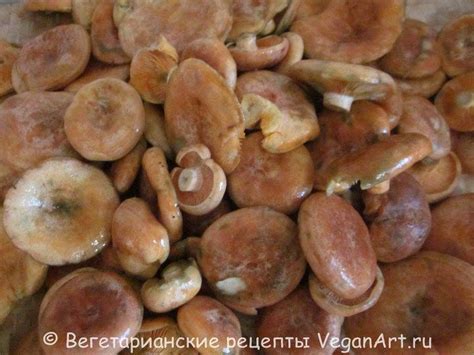 Проблема горечи в грибах: источники и способы устранения