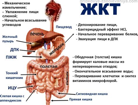 Проблемы для желудка и кишечника