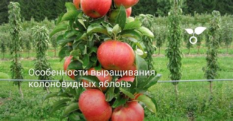 Проблемы и недостатки выращивания колоновидных яблонь