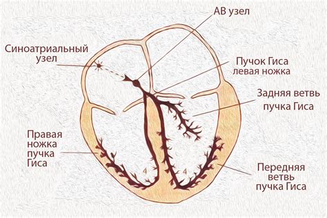 Проводимость внутрипредсердной системы