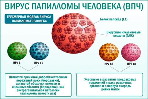 Прогрессия инфекции ВПЧ 66 типа: динамика ее развития со временем