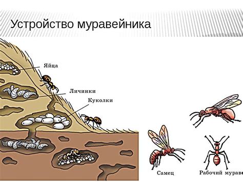 Продолжительность жизни муравьев: особенности и циклы развития колонии