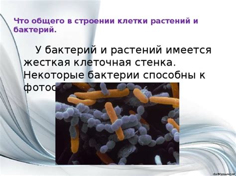 Происхождение бактерии
