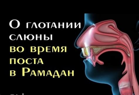 Происхождение легенды о глотании секретов