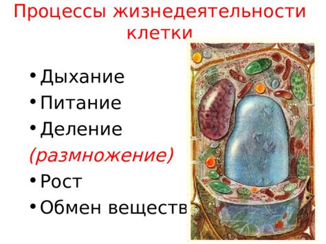 Происхождение энергии и ее роль в жизнедеятельности