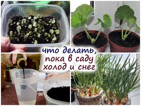 Пропаривание и отделение клейка