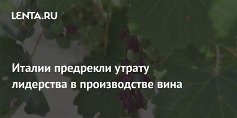 Противодействие микроорганизмам в производстве вина