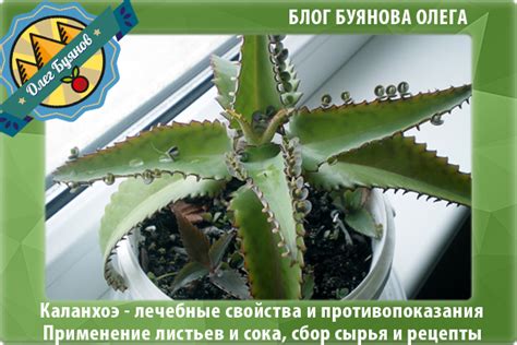 Противопоказания и ограничения при использовании каланхоэ для детей