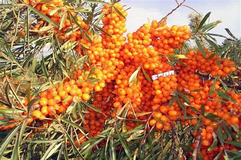 Противопоказания к употреблению облепихи с косточками