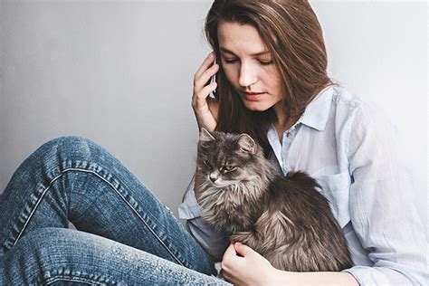 Профилактика вздутия живота у кота